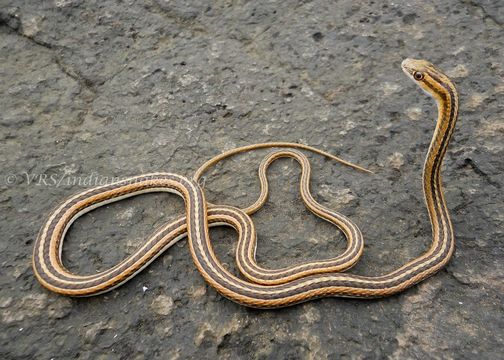 Image of Pakistan Sand Racer