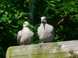 Image of Collared Dove