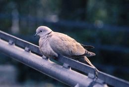 Image of Collared Dove