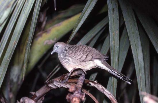 Image of Zebra Dove