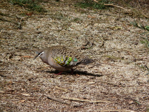 Image of Common Bronzewing