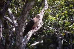 Image of Pink Pigeon