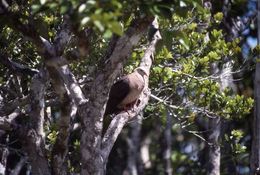 Image of Pink Pigeon