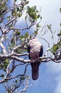 Image of Pink Pigeon