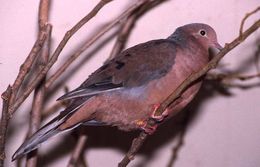 Image of Socorro Dove