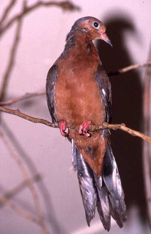 Image of Socorro Dove