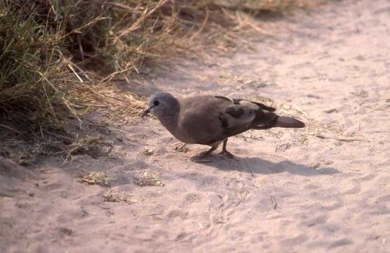 Image of Emerald-spotted Dove