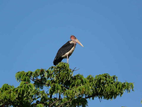 Image of Marabou Stork