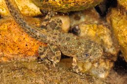 Image of Foothill yellow-legged frog