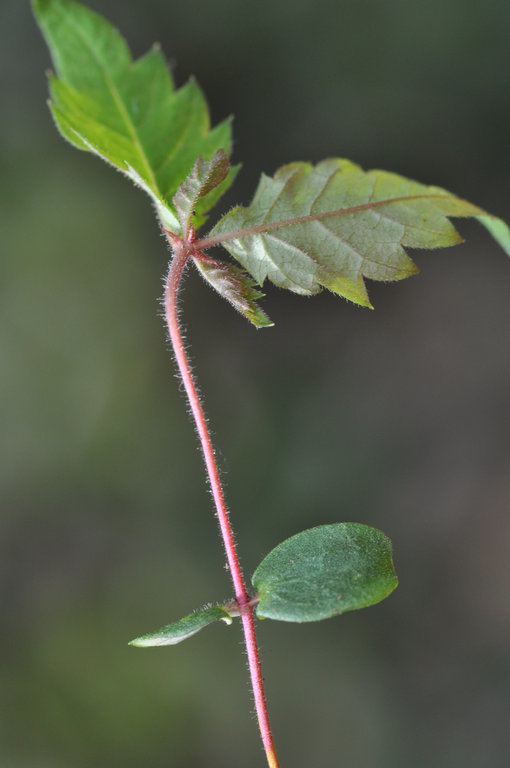 Image de Zelkova serrata (Thunb.) Makino