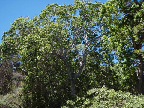 Image of wingleaf soapberry