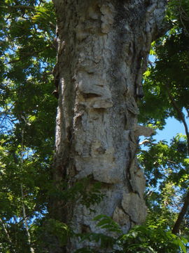 Image of wingleaf soapberry