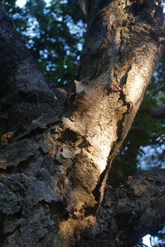 Image of wingleaf soapberry