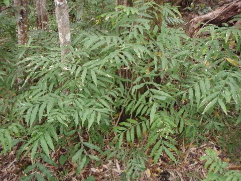 Image of wingleaf soapberry