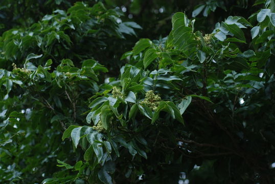 Image of wingleaf soapberry