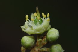 Image of wingleaf soapberry