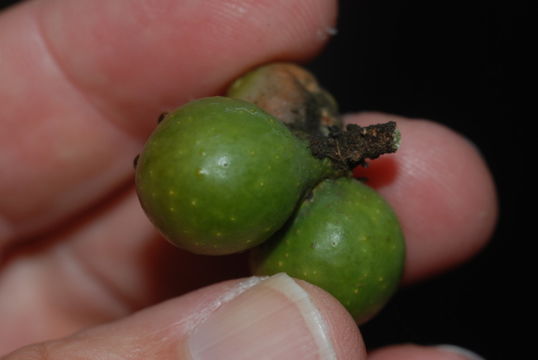 Image of wingleaf soapberry