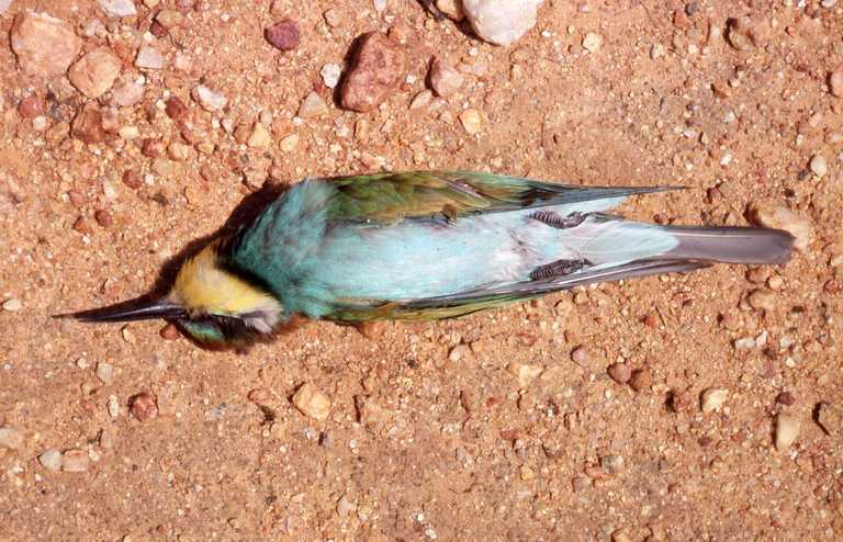 Image of bee-eater, european bee-eater