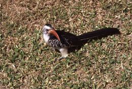 Image of Northern Red-billed Hornbill