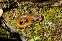 Image of Limestone Salamander