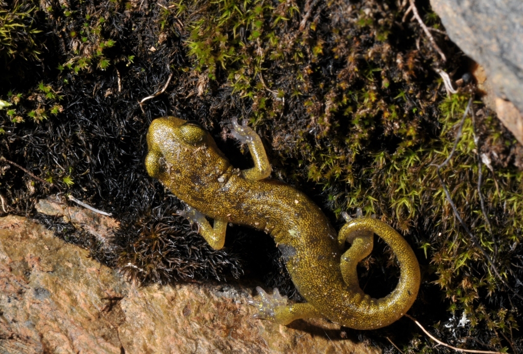 Image of Limestone Salamander