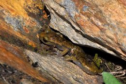 Image of Limestone Salamander