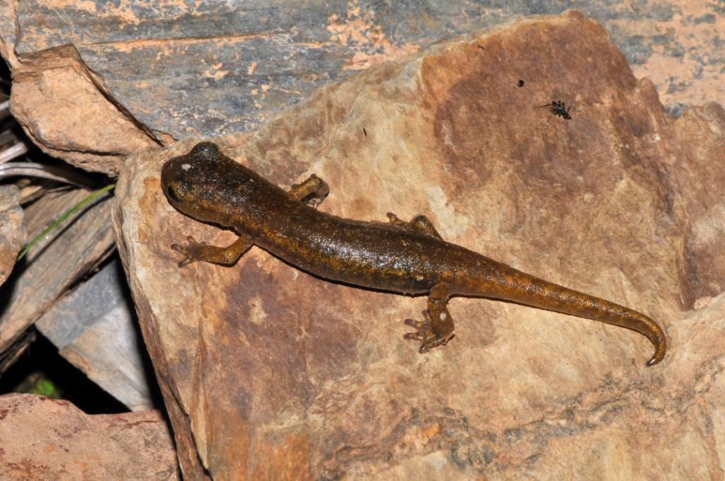 Image of Limestone Salamander