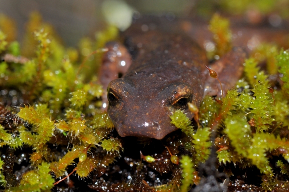 Image of Limestone Salamander