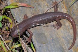 Image of Limestone Salamander