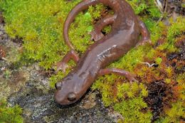 Image of Limestone Salamander