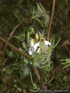 Image of <i>Cordylanthus rigidus</i> ssp. <i>setigerus</i>