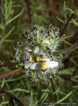 Image of <i>Cordylanthus rigidus</i> ssp. <i>setigerus</i>