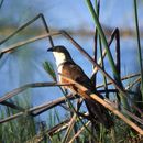 Image of Coppery-tailed Coucal