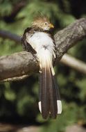 Image of Guira Cuckoo