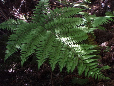 Image of Hawaii Twin-Sorus Fern