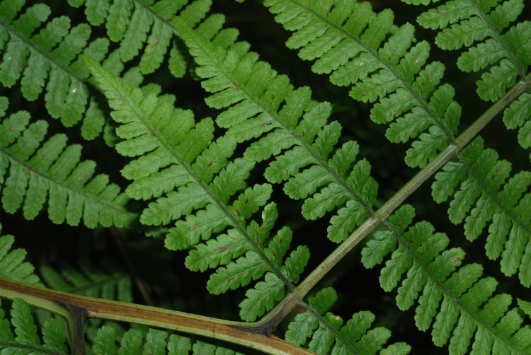 Image of Hawaii Twin-Sorus Fern