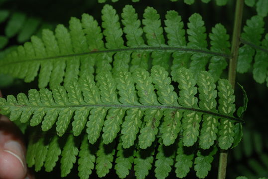 Image of Hawaii Twin-Sorus Fern