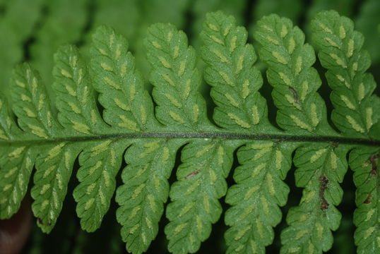 Image of Hawaii Twin-Sorus Fern