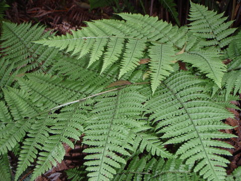 Image of Hawaii Twin-Sorus Fern