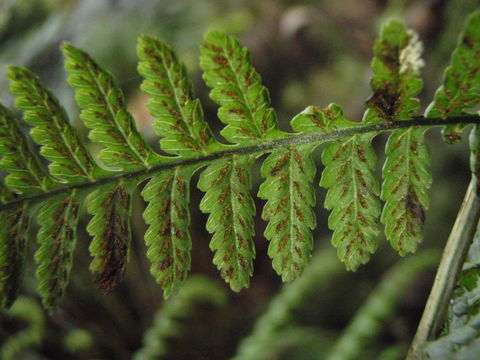 Image of Hawaii Twin-Sorus Fern