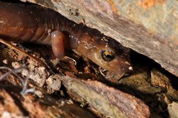 Image of Limestone Salamander