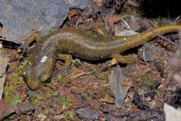 Image of Limestone Salamander