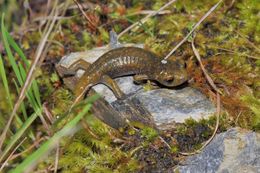 Image of Limestone Salamander