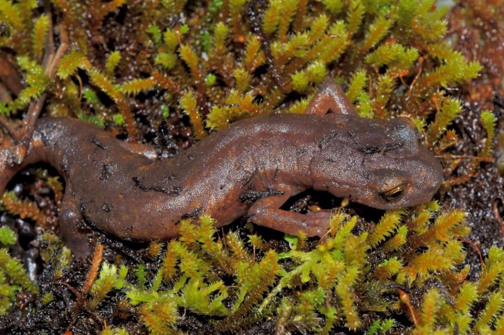 Image of Limestone Salamander