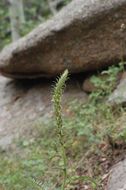 Image of bracted lousewort