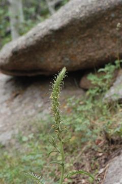 Image of bracted lousewort