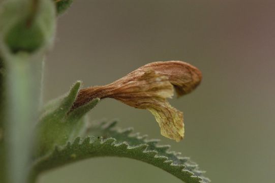 Image of bracted lousewort