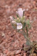 Penstemon eriantherus Pursh resmi