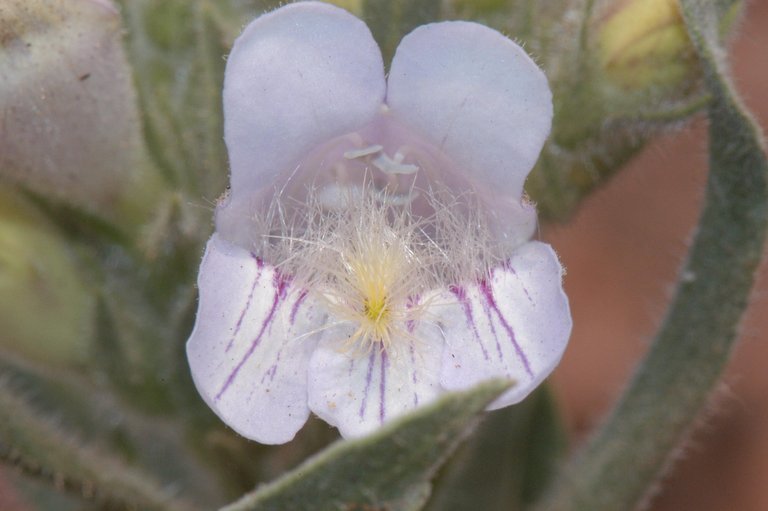 Image of fuzzytongue penstemon