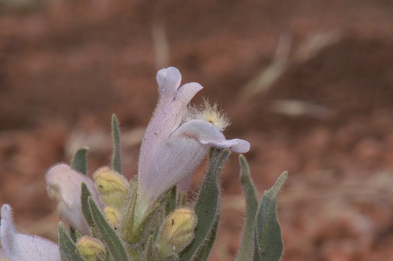 Penstemon eriantherus Pursh resmi